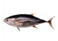 Yellowfin Tuna Fish