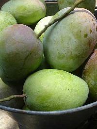 Suvarnarekha Mango