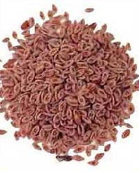 Isabgol Seeds