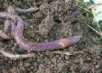 Earthworm