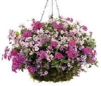 hanging flower basket