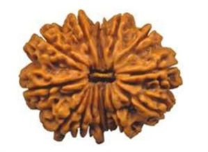 Fifteen Faced Rudraksha ( 15 Mukhi) of Premium Quality