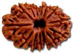 Fourteen Faced Rudraksha - ( 14 Mukhi ) of Premium Quality