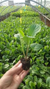 Gerbera Plant