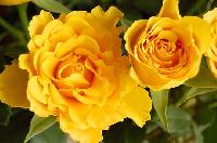 Fresh Yellow Rose