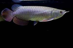 Red tail arowana fishes