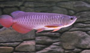 super red arowana fish