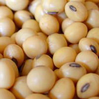 Soybean Seeds