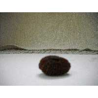 Faced Nepal Origin Rudraksha