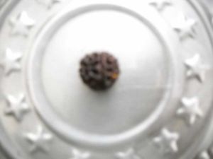 Round 1 Mukhi Rudraksh