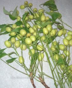 Neem Seed