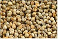 Pearl Millet