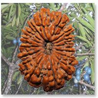 Rudraksha Beads