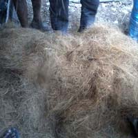 Coir Golden Fibre