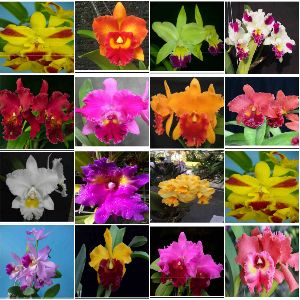 orchid mature plants