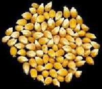 Maize Seeds