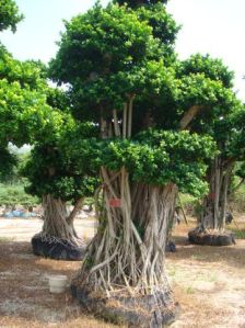 ficus benjamina