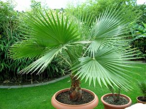 Washingtonia Palm