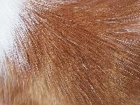 cattle animal hair