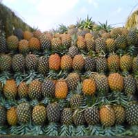 Pineapples