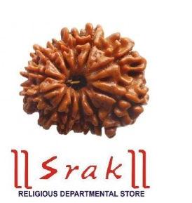 12 Mukhi Rudraksha