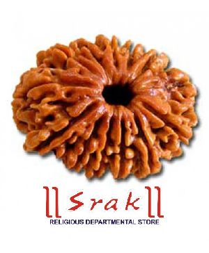 13 Mukhi Rudraksha Bead