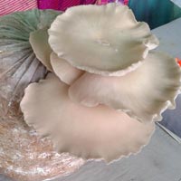 Oyster Mushroom