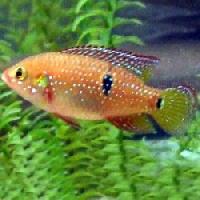 african cichlids