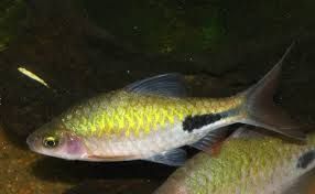 Rohani Barb Fish