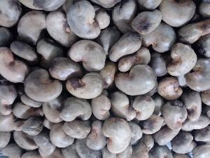 Raw Cashew Nuts (RCN)