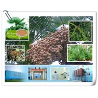 Saw Palmetto Fruit Extract 5% Gc or Hplc