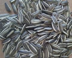 Mongolia Sunflower Seeds