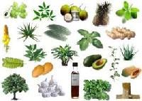 medicinal herbal plants