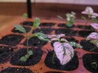 tissue cultured stevia plants
