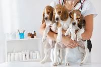 veterinary pharmaceuticals