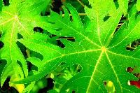 Papaya Leaves