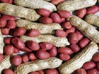 peanuts seeds