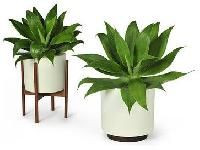 indoor pots