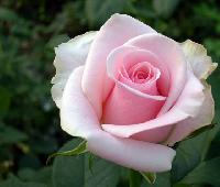 cut flower rose