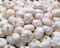 Fresh White Garlic