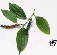 Black Pepper Oleoresin