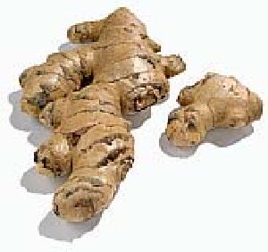 ginger soft extract