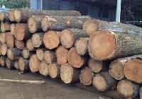 Pine Wood Logs