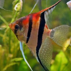 Angelfish