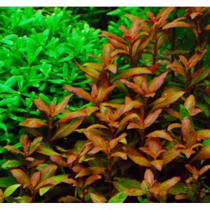 Aquarium Plants