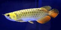 Arowana Fish