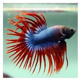 Betta Fish