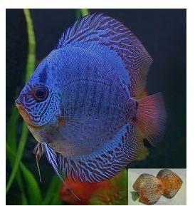 discus fish