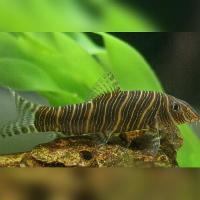 Loaches Fish