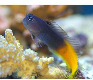 Marine Blenny Fish